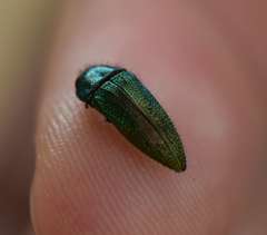 Acmaeoderini