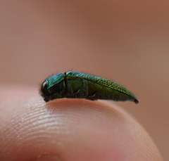 Acmaeoderini