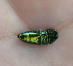 Acmaeoderini