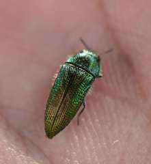 Acmaeoderini