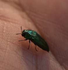 Acmaeoderini