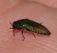 Acmaeoderini