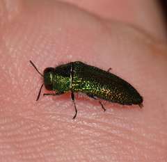 Acmaeoderini