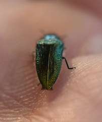 Acmaeoderini