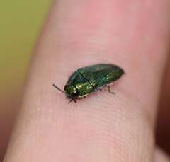 Acmaeoderini