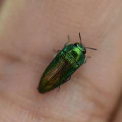 Acmaeoderini