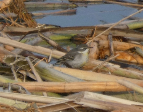 Eastern Yellow Wagtail