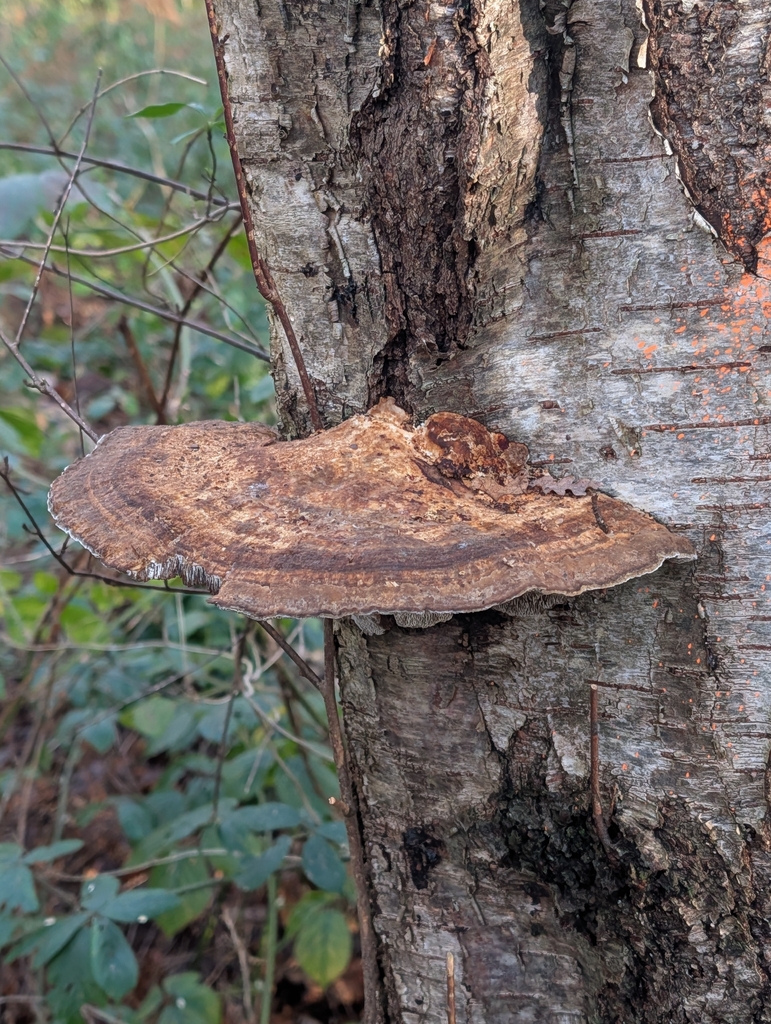 Daedaleopsis confragosa · December 2025 · photo: © pilmar (iNaturalist, cc0)