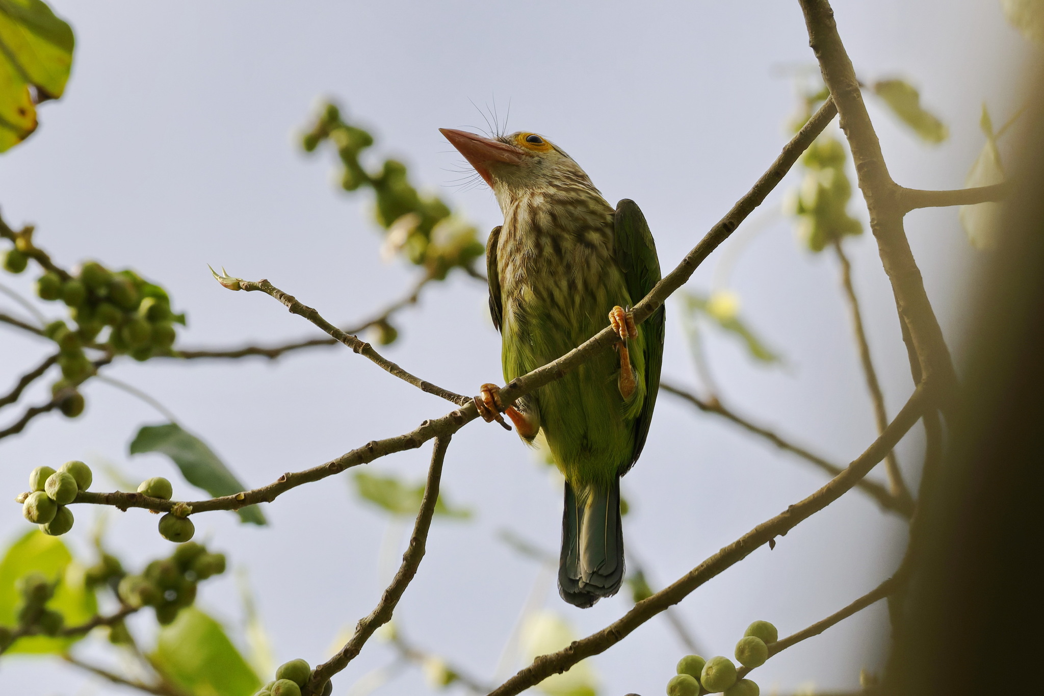 Lineated Barbet