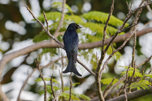 Crow-billed Drongo (Dicrurus annectens), photo 10