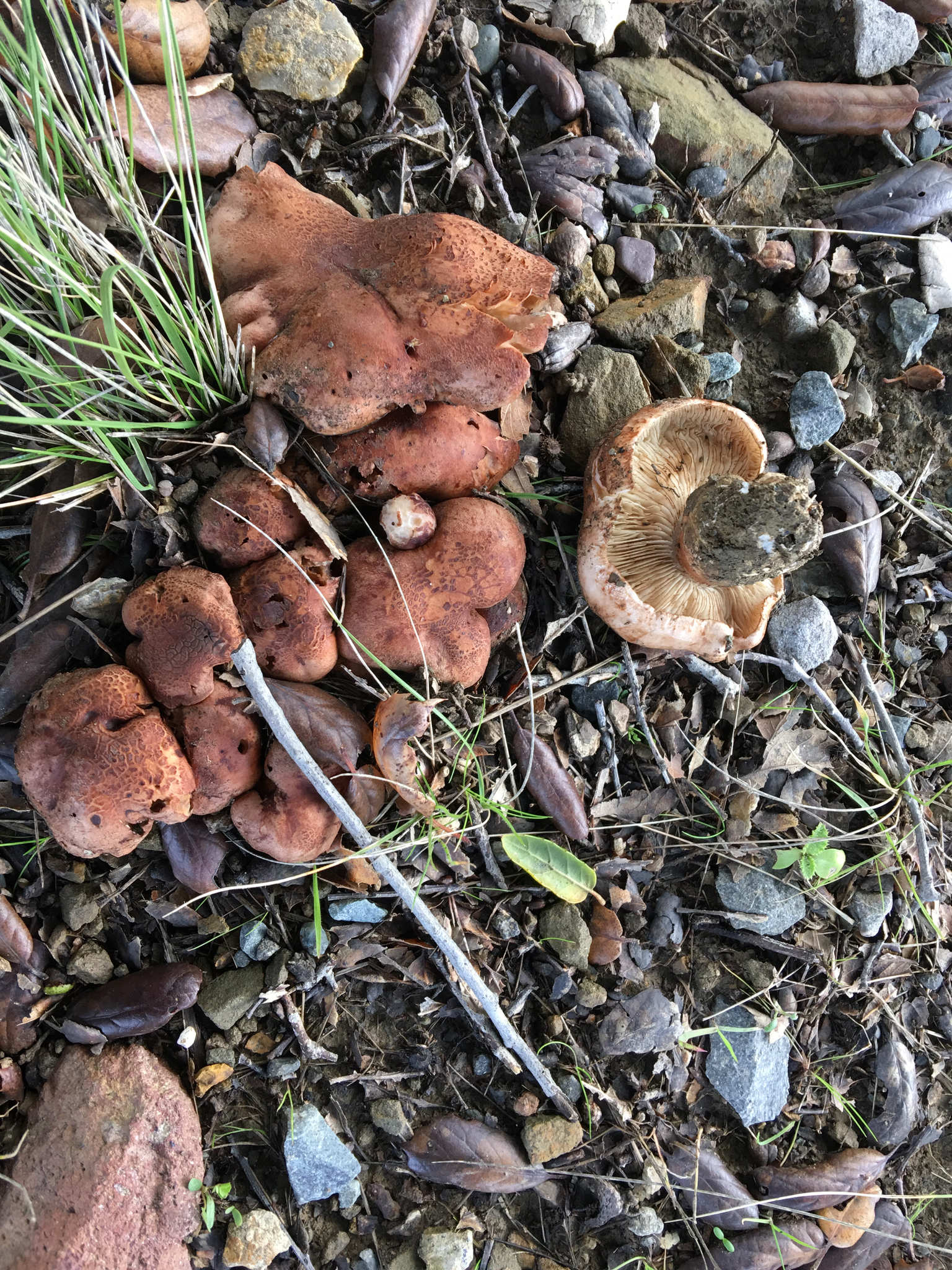 Tricholoma dryophilum image