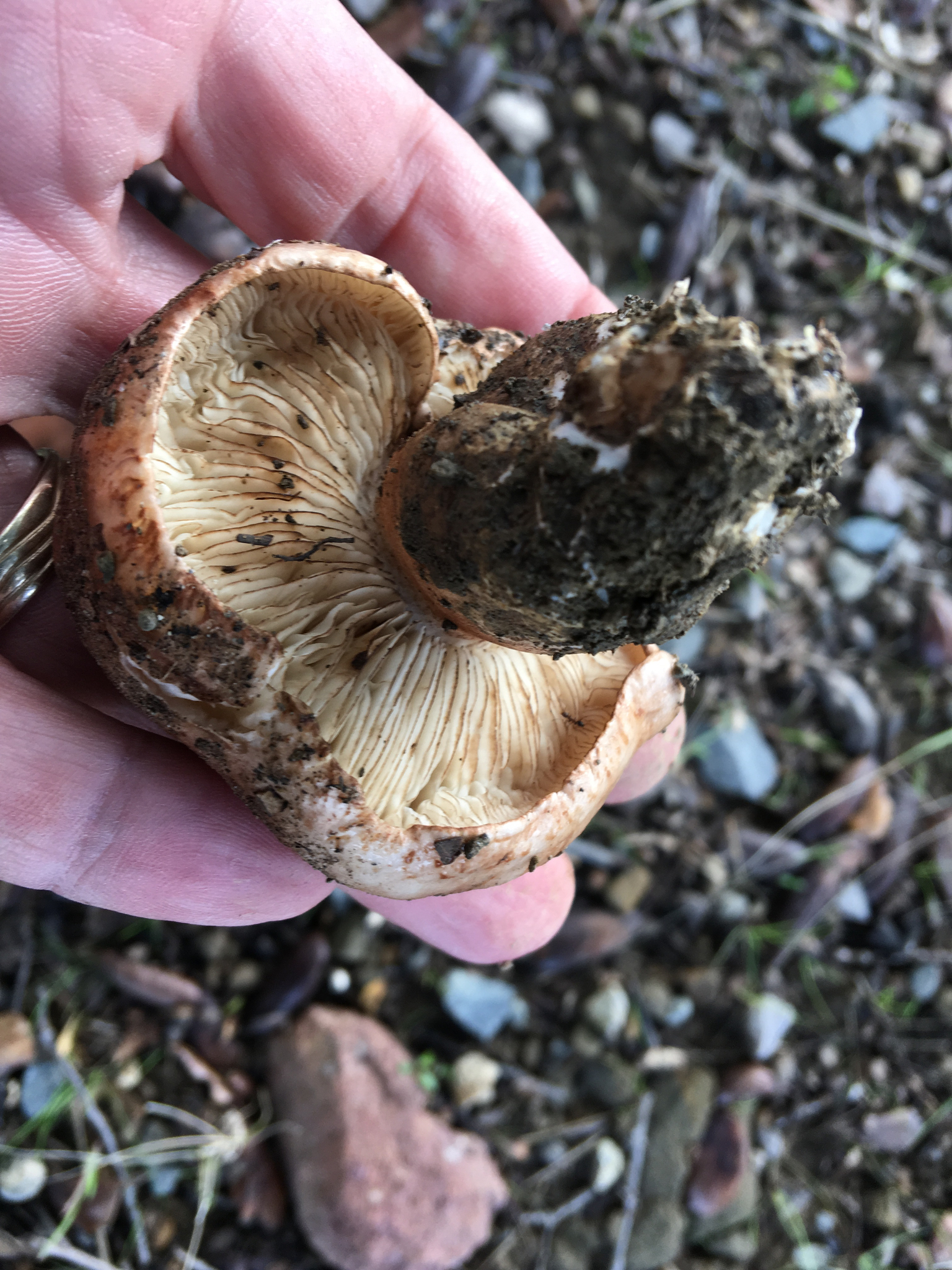 Tricholoma dryophilum image