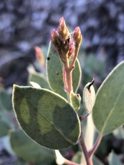 Arctostaphylos viscida pulchella