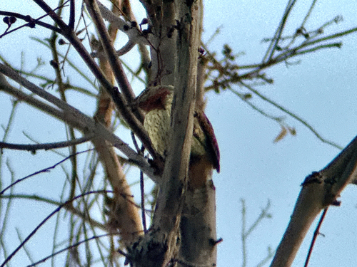 Rufous-necked Wryneck