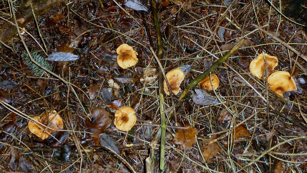 Paralepista flaccida · December 2025 · photo: © patricklm35 (iNaturalist, cc0)