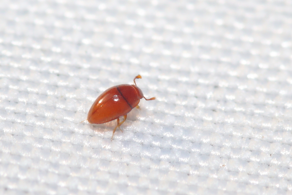 Cholovocera formicaria