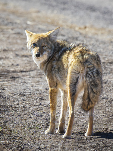 Coyote photographed in New Mexico