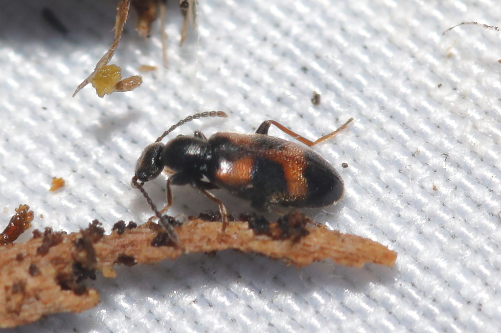 Anthicus laeviceps