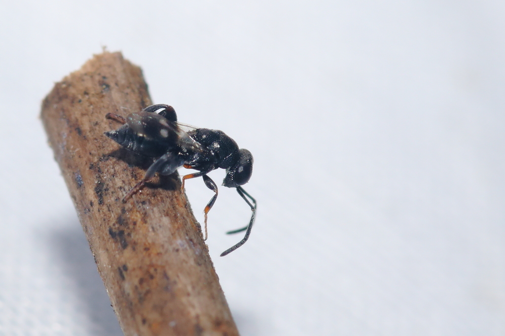 Hockeria bifasciata