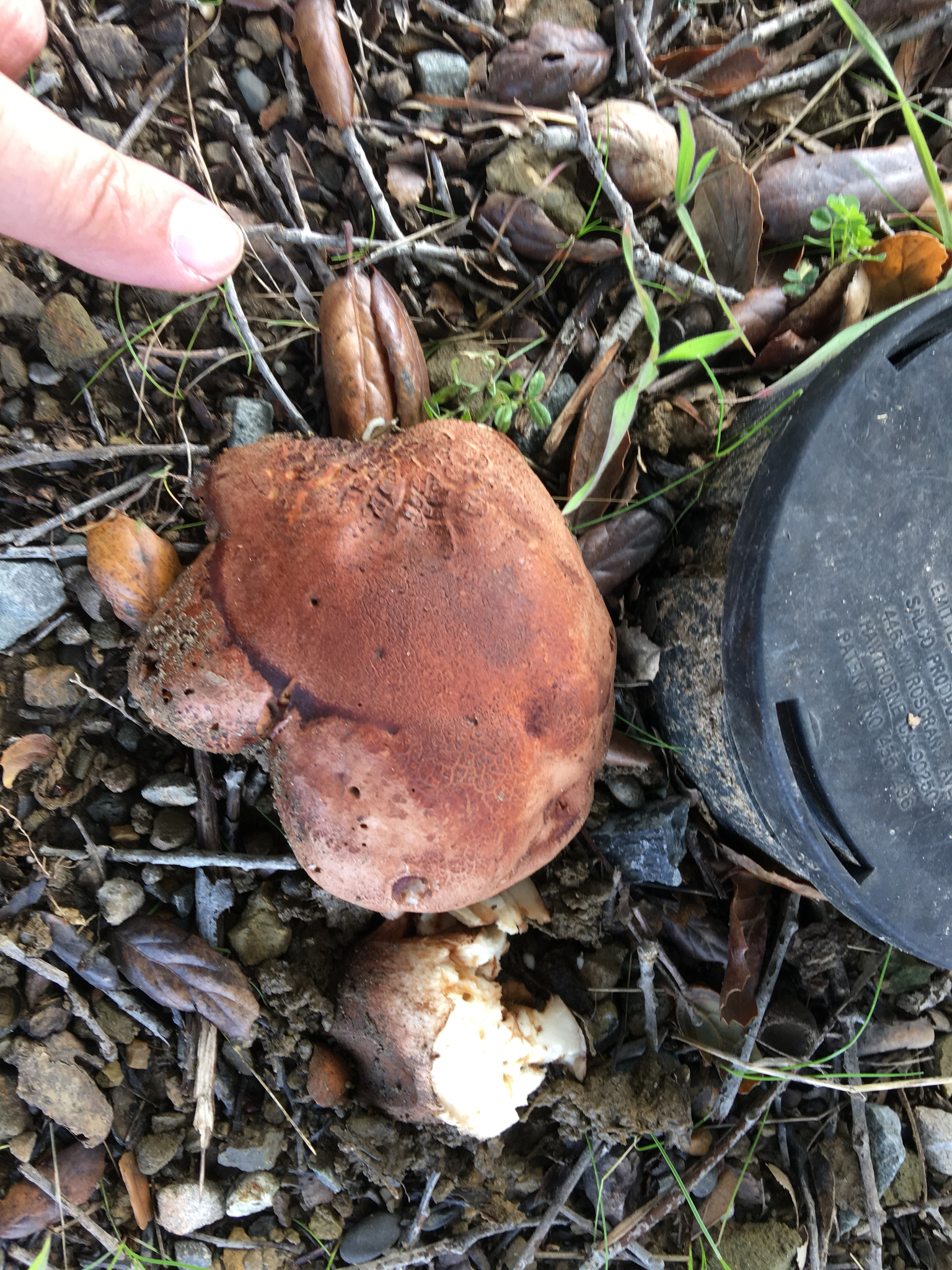 Tricholoma dryophilum image
