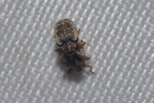 Cionellus gibbifrons