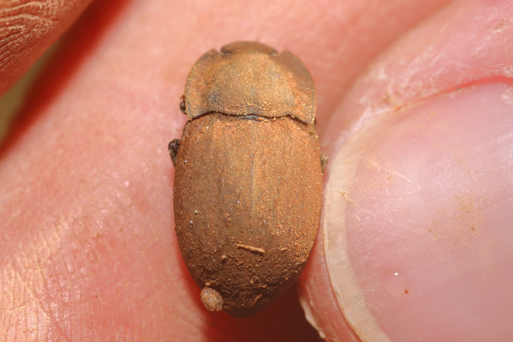 Asida sericea