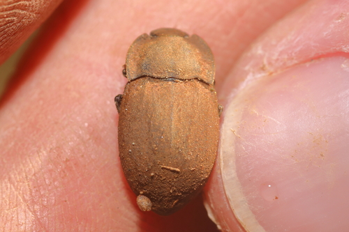 Asida sericea