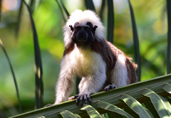 Saguinus oedipus