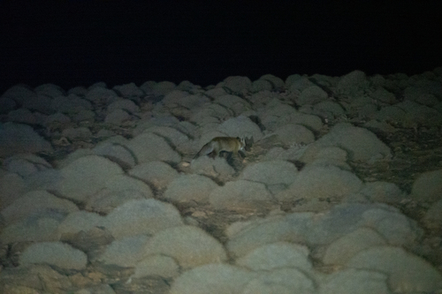 Red Fox