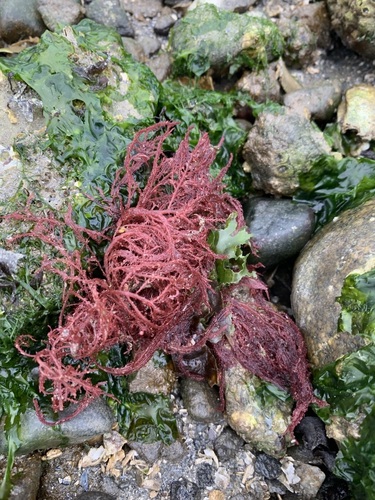 Bonnemaisonia nootkana observed 2025-06-26