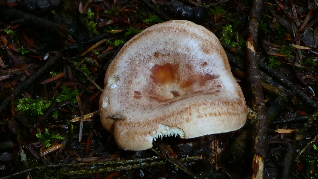 Lactarius chrysorrheus