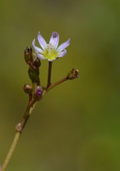 Lewisia pygmaea