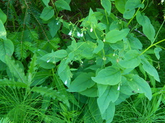 Mertensia paniculata borealis