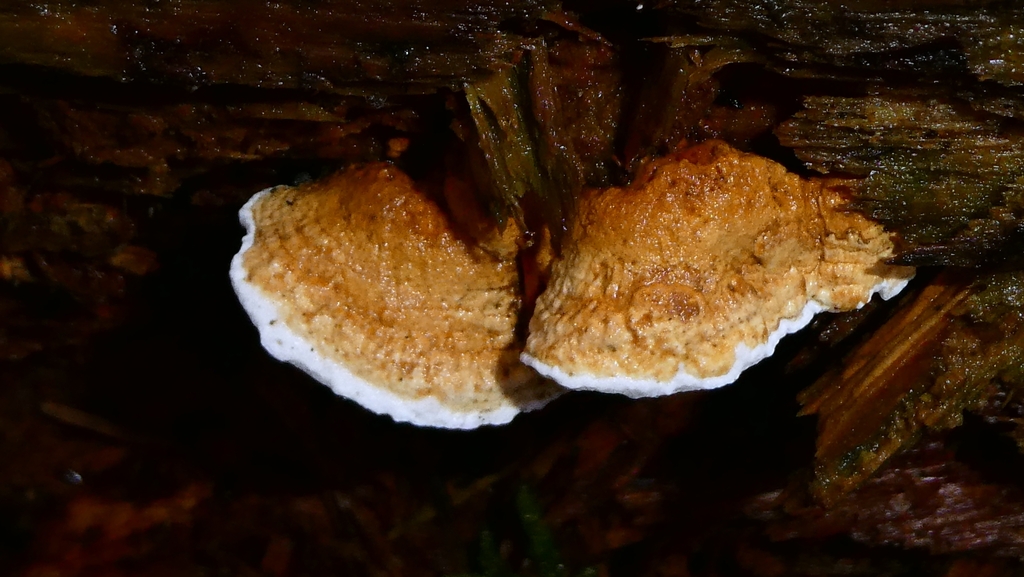 Fomitopsis serialis · December 2025 · photo: © patricklm35 (iNaturalist, cc0)