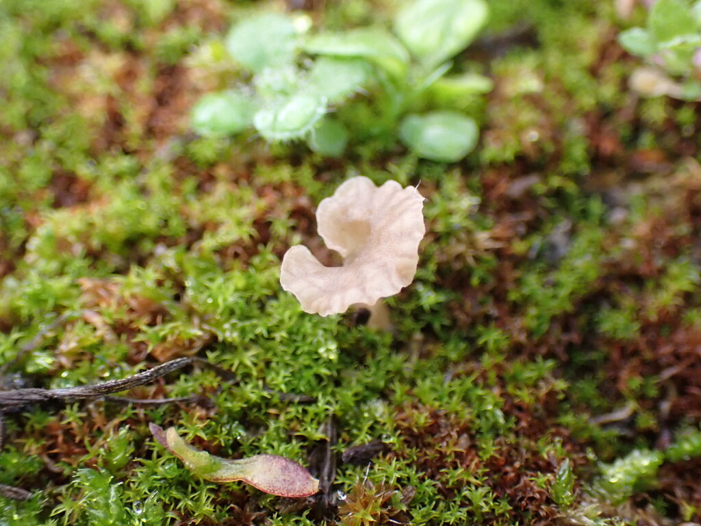 Arrhenia rickenii · December 2025 · photo: © sambuckton (iNaturalist, cc0)