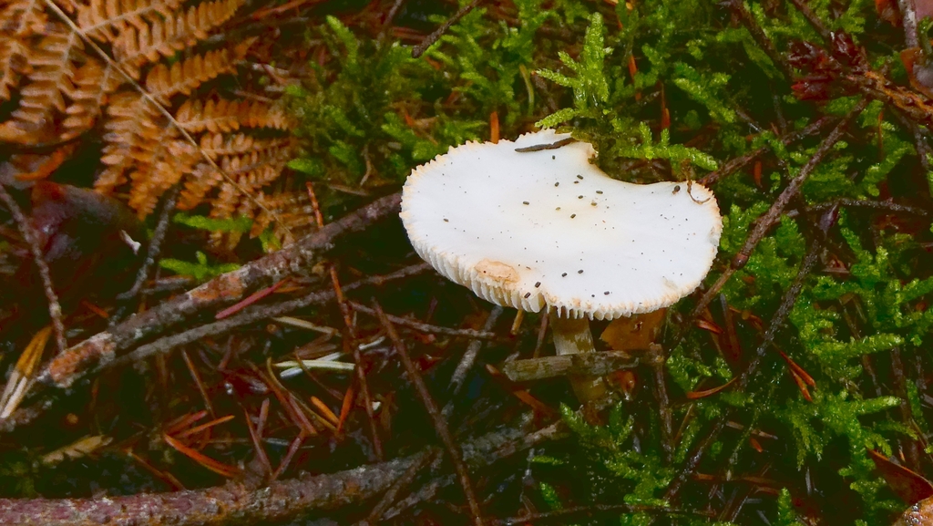 Amanita citrina · December 2025 · photo: © patricklm35 (iNaturalist, cc0)