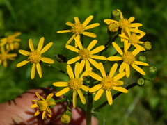 Packera pseudaurea pseudaurea