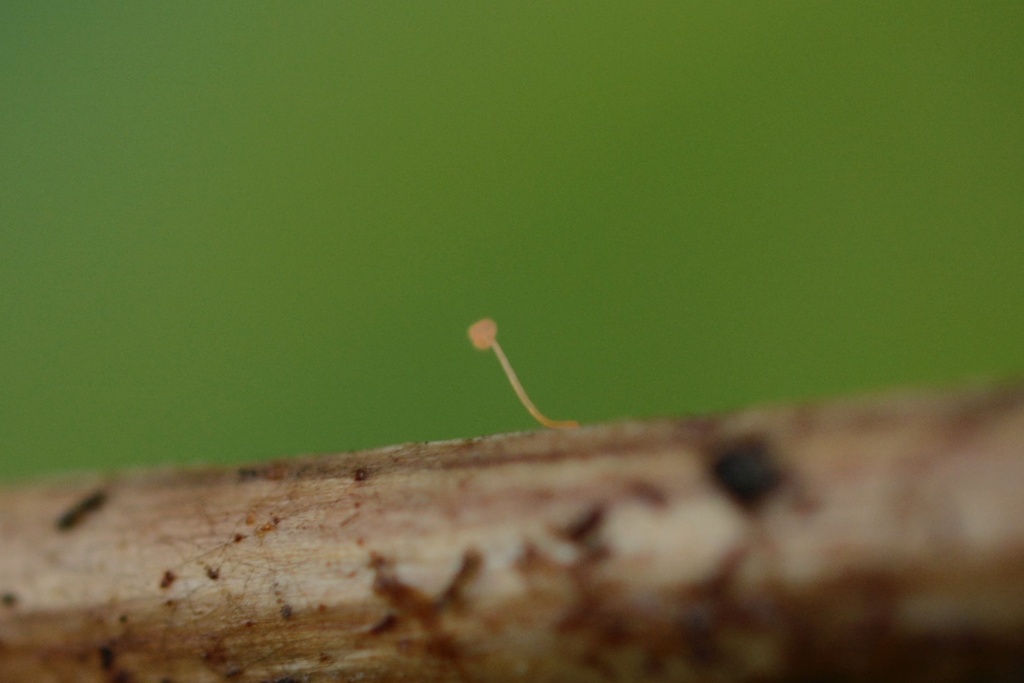 Mycena pterigena · December 2025 · photo: © cryptomarasmius (iNaturalist, cc-by)