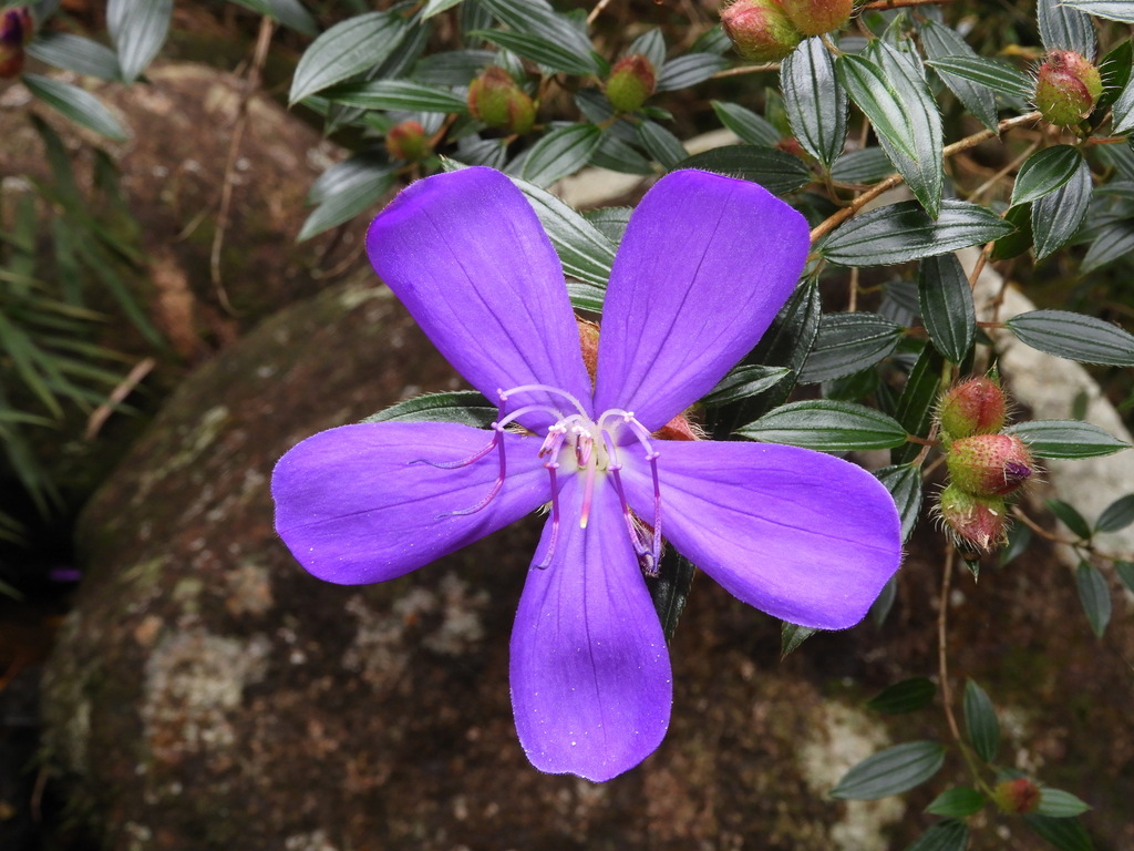 Pleroma reitzii