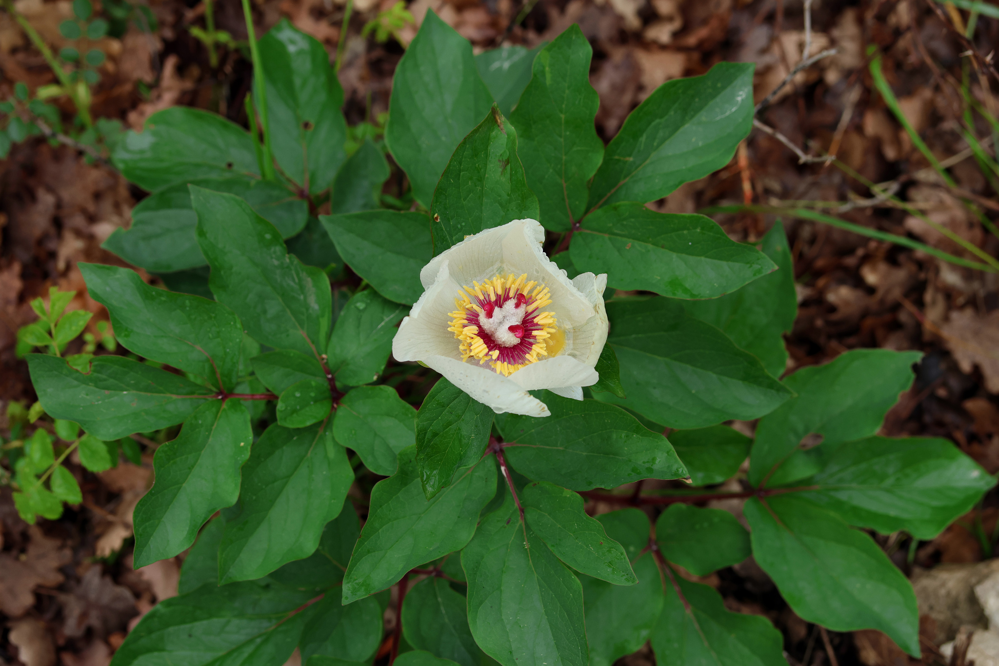 Wild Peony (Paeonia mascula)