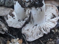 Tricholoma griseoviolaceum
