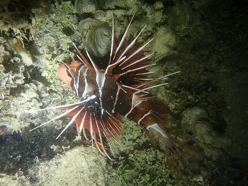 Clearfin lionfish (Pterois radiata) — Scorpaenidae — 4