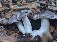 Tricholoma griseoviolaceum