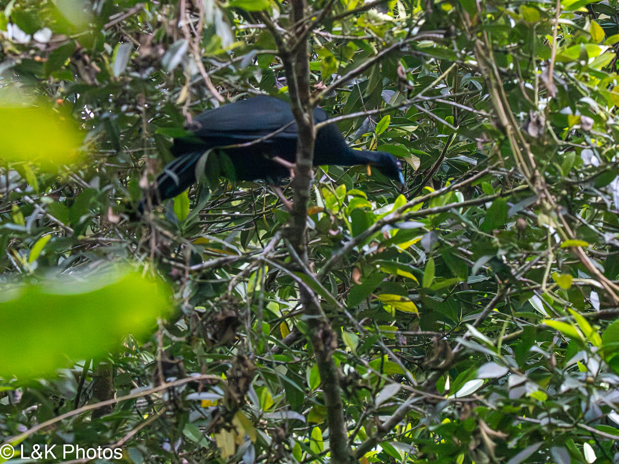 Wattled Guan (Aburria aburri), photo 7