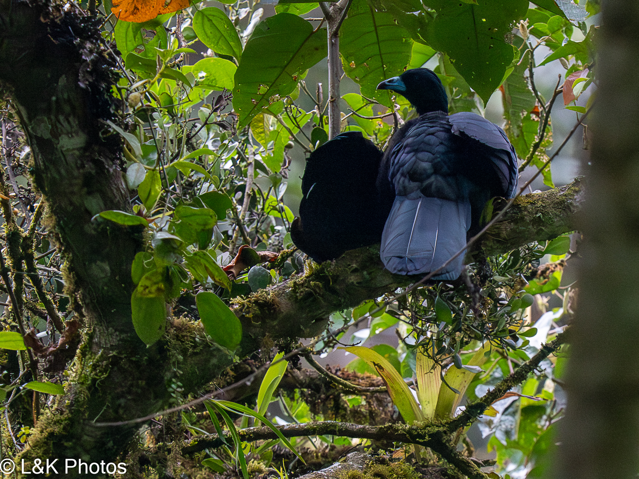 Wattled Guan (Aburria aburri), photo 6