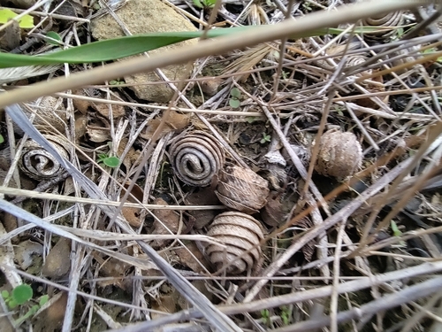 snail medick (Medicago scutellata)