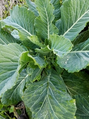 Brassica oleracea gemmifera