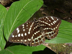 Lexias