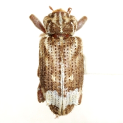 Listroderes apicalis