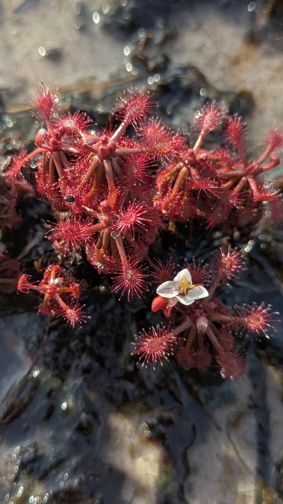 Drosera amazonica, Sabana de Maricure, Guainia